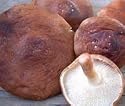 Shiitake Mushroom Growing Plugs