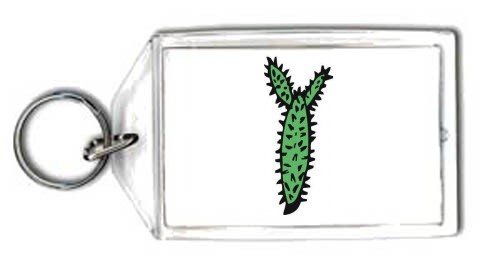 Schlüsselhalter - spiny, Pflanze, United States, Wasser, südwestlichen Wüste, Sukkulenten, Cactus, stachelig, leafless, dornig