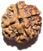 Vastu Design Four Mukhi From Nepal 15-18 Mm Brown