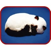 Perfect Petzzz Siamese