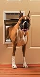 Petsafe Large Premium White Freedom Pet Door