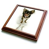 Dogs Chihuahua - Long Hair Chihuahua - Trivets