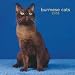   - Burmese Cats 2008 Wall Calendar