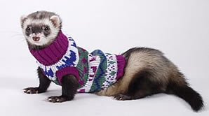 Marshall Ferret Sweater, Colors May Vary