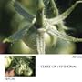 Cokin Creative Filter A103 Close Up +3