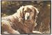 golden_retriever10golden retriever - Doormat D240 Golden Retriever Heart of Gold 18