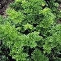 SUTTONS SEEDS: Herbs: Celery Par-Cel Seeds (900 seeds)