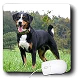 Dogs Appenzeller Mountain Dog - Appenzeller Mountain Dog - Mouse Pads