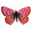 Pastel Pink Butterfly Die-Cut Photographic Magnet