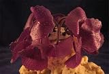 Red Sea Fish Pharm Ltd Sea Deco Discosoma Purple