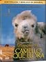 La Historia del Camello que Llora (The Story of the Weeping Camel)