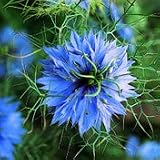 Organic Love-in-a-mist Nigella 50 Seeds