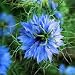 Seeds of Change S10888 Certified Organic Love-in-a-Mist Nigella, 150 Seed Count