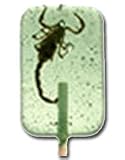 Scorpion Sucker- Apple