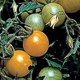 Organic Gold Currant Cherry Tomato Plant - ORDER NOW ! - B001LVKZEI