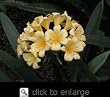 Yellow Clivia Two Gallon