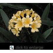 Yellow Clivia Two Gallon by Clifton's Nursery