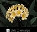 Yellow Clivia Two Gallon