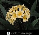 Yellow Clivia Two Gallon