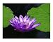 Blue damselfly on Violet Waterlily Photographic Poster Print by Timothy K Hamilton, 20x16