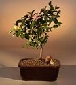 Lavender Star Flower Bonsai Tree - Medium.(Grewia Occidentalis)