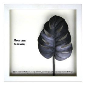 《リーフアート》F-style Frame Monstera deliciosa /sumi（モンステラ デリシオサ/墨）