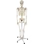 Jago ANTMDL01 menschliches Skelett inkl. Stativ 18&hellip von Jago