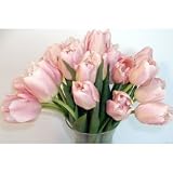 Tulips for Mom - 20 Fresh Cut Pink Tulips