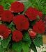 Begonia Double Red Bulbs (3 in pack)