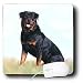 rottweiler16  - Dogs Rottweiler Rottweiler Mouse Pads