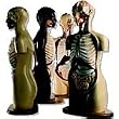 Knowbody Teaching Torsos...