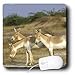 Danita Delimont - Wildlife - Asiatic Wild Ass, Donkey, Rann of Kutch. Gujarat, INDIA-AS10 POX0573 - Pete Oxford - Mouse Pads