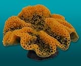 Natures Image No. 35O Turbinaria Orange 8in x 7in x 4.5in Coral Reproduction