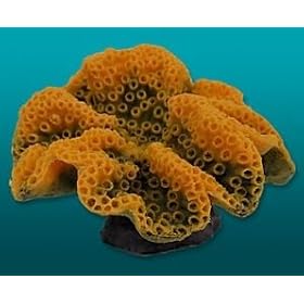 Natures Image No. 35O Turbinaria Orange 8in x 7in x 4.5in Coral Reproduction by Natures Image