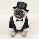 DOG Costume - DOG Tuxedo - X-large- Dog Costume