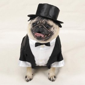 DOG Costume - DOG Tuxedo - X-large- Dog Costume