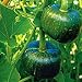 Organic Buttercup Winter Squash 25 Seeds