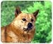 Finnish Spitz Mousepad