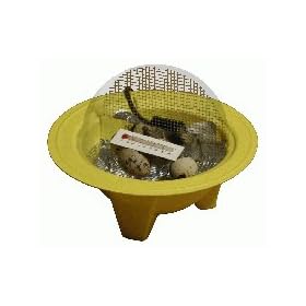Mini Incubator w/ 4 Fertile Quail Eggs