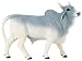 Brahma Bull Image