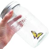 My Pet Butterfly - Yellow Swallowtail (Plastic Jar)