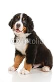 IMAGE OF Wallmonkeys Peel and Stick Wall Decals - Bernese Sennenhund Puppy on a White Background - 36