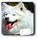 Dogs Samoyed - Samoyed - Mouse Pads