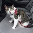 Cat Seatbelt - Cat Safety Harness - Blue