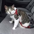 Cat Seatbelt - Cat Safety Harness - Blue
