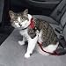 Cat Seatbelt - Cat Safety Harness - Blue