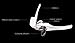 Garlic Press - Mince and Removes Skin at Same Time - Great Kitchen Tool - Stainless Steel Garlic Clove Crusher and Peeler