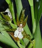 Adps Ognoc 1649H ( Asp. epidendroides X Ada glumacea )