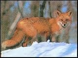 Delta Tru Life Animal Targets Size 21''X28'' Description 107 Fox