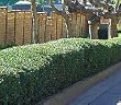 Dwarf Fruitless Olive Five Gallon